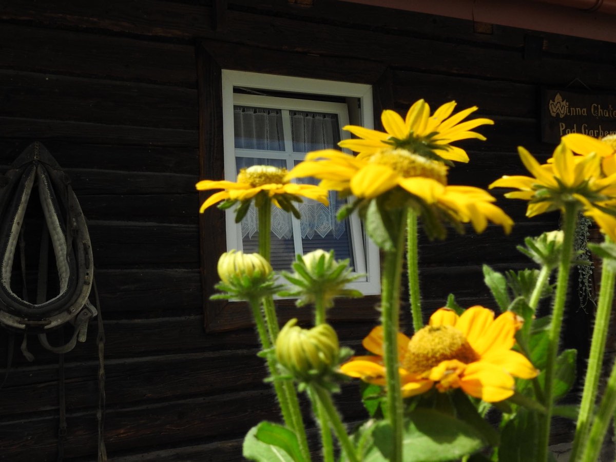 Słoneczniki / Sunflowers