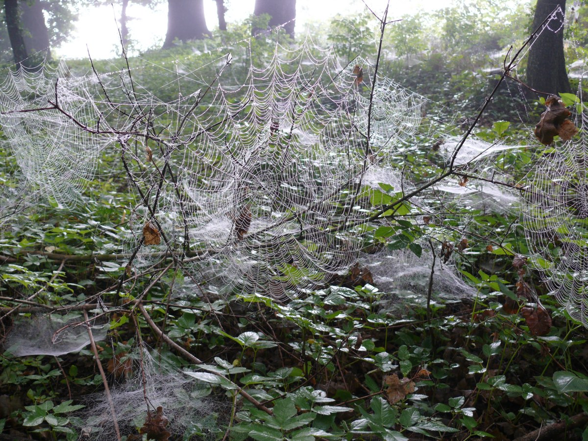 Pajęczyny pokryte rosą w lesie / Dew-covered spider webs in the forest