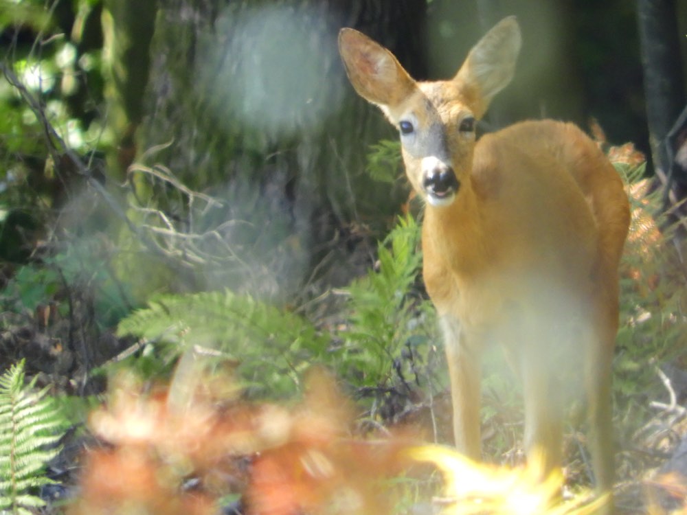 Sarna w lesie / Roe deer in the forest