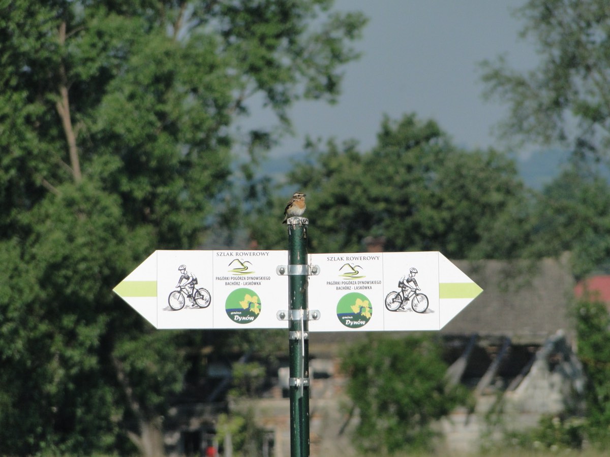 Znakowany szlak rowerowy / Marked cycling route