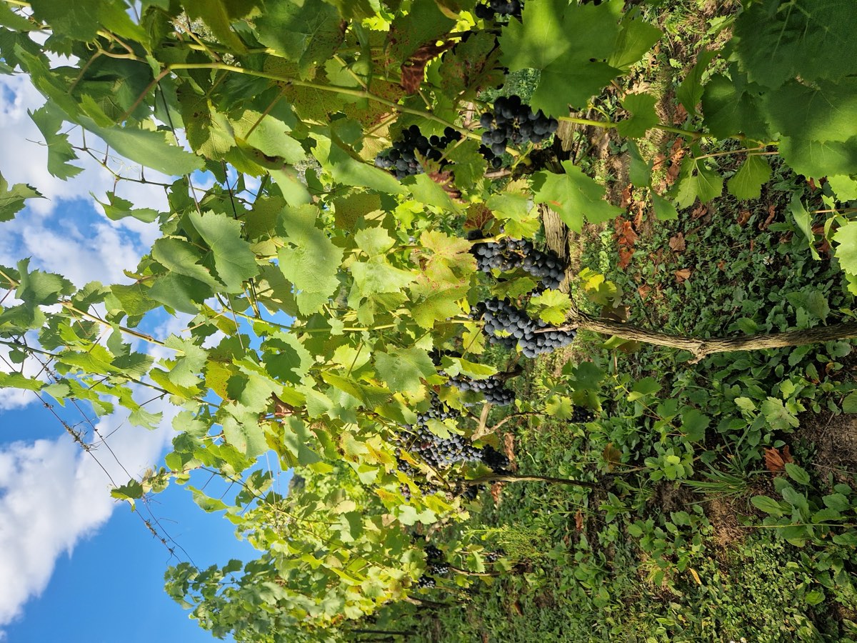 Winogrona w naszej winnicy / Grapes in our vineyard